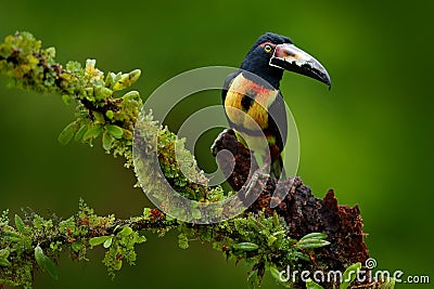 Collared Aracari, Pteroglossus torquatus, bird with big bill. Toucan sitting on the nice branch in the forest, Boca Tapada, Laguna Stock Photo