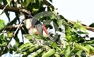 Collared Aracari Pteroglossus torquatus Stock Photo