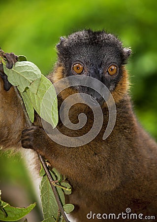 Collared Brown Lemur Stock Photo