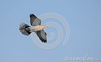 Collared Dove, Greece Stock Photo