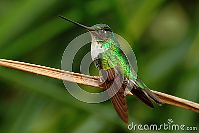 Collared Inca, Coeligena torquata, hummingbird from Mindo forest, bird of Ecuador Stock Photo