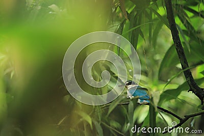 Collared kingfisher Stock Photo