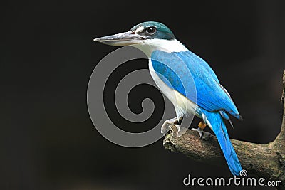 Collared kingfisher Stock Photo