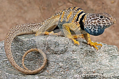 Collared lizard Stock Photo