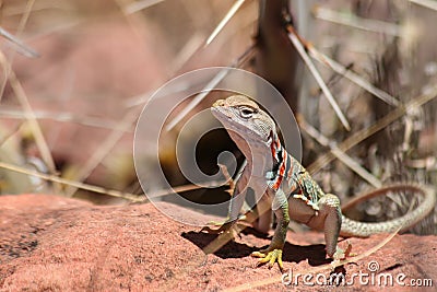 Collared Lizard on Hot Rock Stock Photo