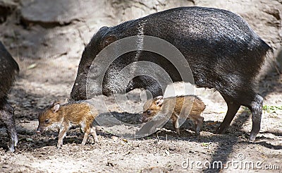 Collared Peccary also javelina or skunk pig or pecari tajacu is a medium-sized pig-like hoofed mammal of the family Tayassuidae Stock Photo