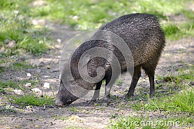 Collared Peccary on grass Stock Photo