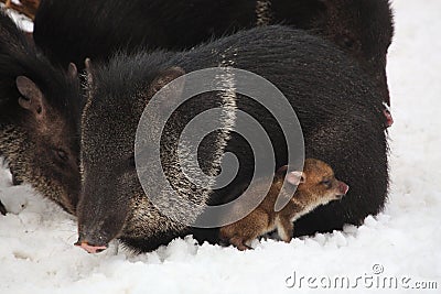 Collared peccary lying in the snow with baby Stock Photo