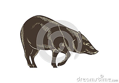 Collared peccary vector. Wild boar hand drawn illustration. Isolated on wighte background. Vector Illustration