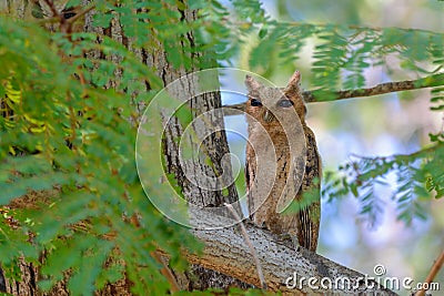 Collared scops owl or Otus lettia. Stock Photo