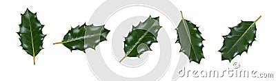 A collction of large sized green spiky holly leaves for Christmas decoration Stock Photo