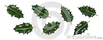 A collction of large sized green spiky holly leaves for Christmas decoration Stock Photo