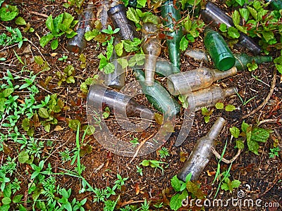 A COLLECTION OF DISCARDED EMPTY GLASS BOTTLES BETWEEN VEGETATION Editorial Stock Photo