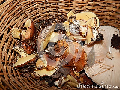 Collect mushrooms in the country Stock Photo