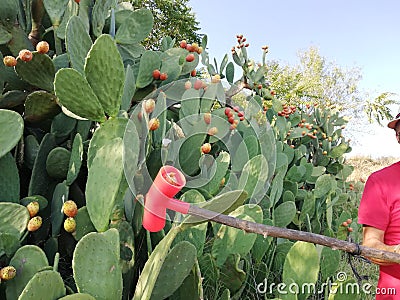 Collect prickly pears in plastic Stock Photo