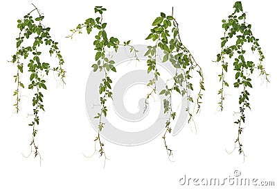 Collected Cayratia Japonica isolated on white background Stock Photo