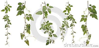 Collected Cayratia Japonica isolated on white background Stock Photo