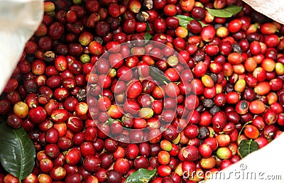 Collected coffee Stock Photo