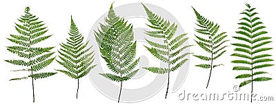 Collected Leaf fern isolated on white background Stock Photo