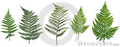 Collected Leaf fern isolated on white background Stock Photo