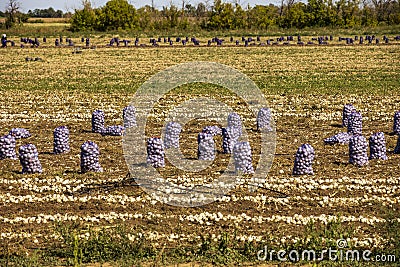 Collected onions in bags on the field Stock Photo