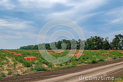 Collected onions in orange mesh bags on the field. Eco-friendly fresh vegetables are harvested for sale. Agroindustry. Stock Photo