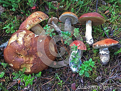 Collected Orange-Cap and Brown Boletus in The Forest Boletus Edulis Leccinum Aurantiacum Stock Photo