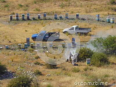 Bee hives in field Stock Photo