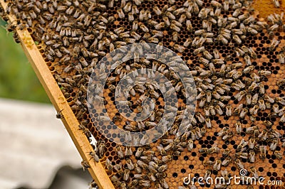 Collecting honey frames with bees Collecting honey frames with bees Stock Photo