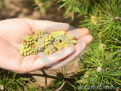 Collecting pine pollen Stock Photo