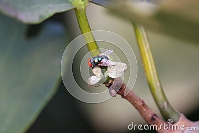 Collecting pollen by bee on plant in nature Stock Photo