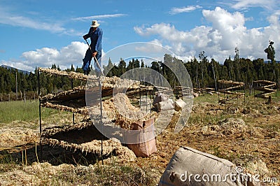 Collecting sphagnum moss Stock Photo