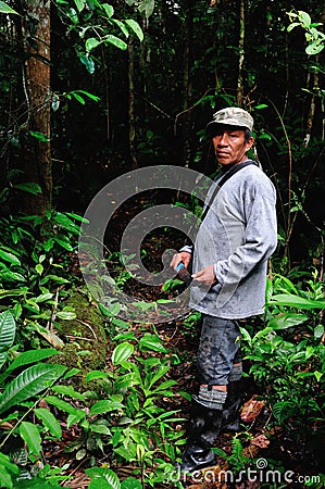 Collecting Yuca Editorial Stock Photo