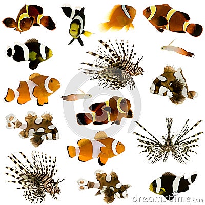 Collection of 17 tropical fish Stock Photo