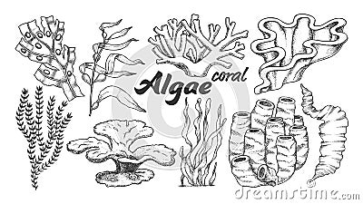 Collection Algae Seaweed Coral Set Vintage Vector Vector Illustration