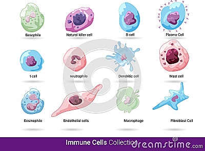 Collection of all the blood cells vector illsutaion. Neutrophil, eosinophil, macrophage, dendritic cell natural killer cell, blood Stock Photo