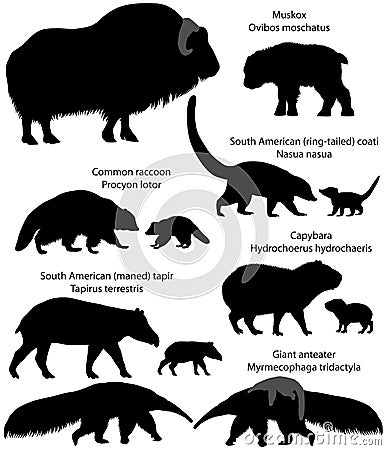 Collection of animals with cubs living in the territory of North and South America, in silhouettes: muskox, common raccoon, south Vector Illustration