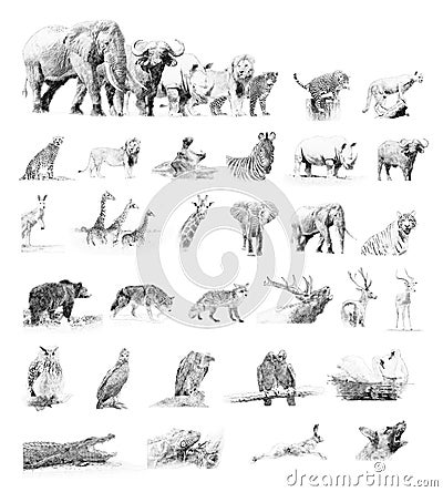 Collection animals. Sketch with pencil Stock Photo