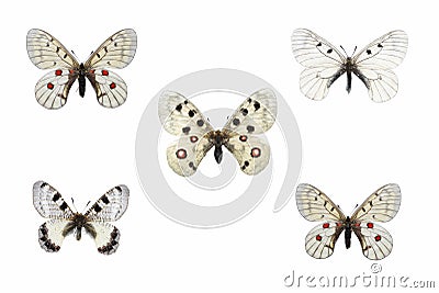 Collection of apollo swallowtail butterflies species on white Stock Photo