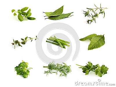 Collection of aromatic herbs Stock Photo