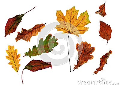 Collection of autumn leaf closeup objects in details, bright and colorful, white background isolated, macro photo, depth of field Stock Photo