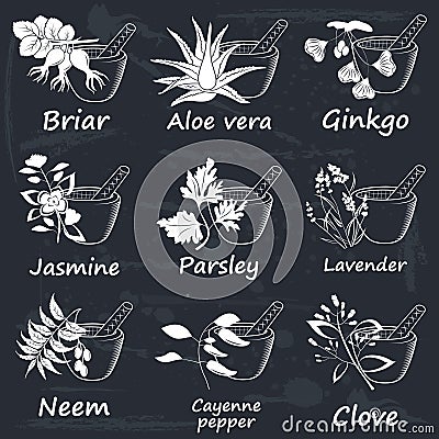 Collection of Ayurvedic Herbs Vector Illustration