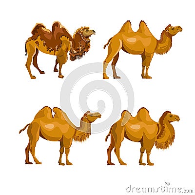 Collection of bactrian camels Vector Illustration