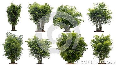 Collection bamboo tree isolated on white background with clipping path Stock Photo