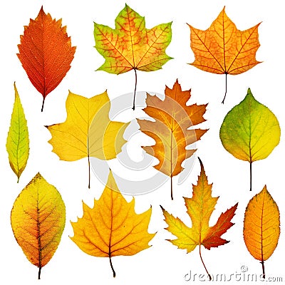 Collection beautiful colorful autumn leaves isolated on white background. Autumn background Stock Photo