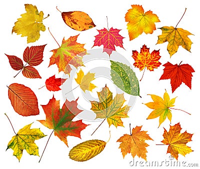 Collection beautiful colourful autumn leaves isolated on white Stock Photo