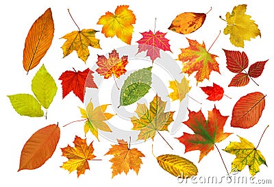 Collection beautiful colourful autumn leaves isolated on white Stock Photo