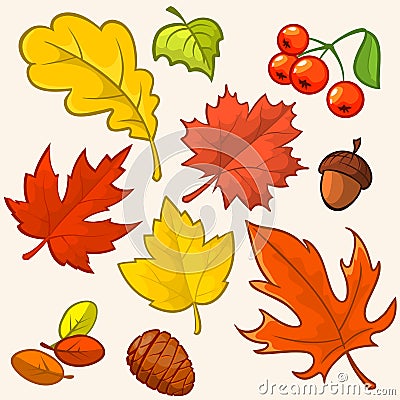 Collection beautiful colourful autumn leaves Vector Illustration