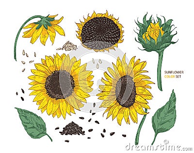 Collection of beautiful realistic drawings of sunflower parts. Bundle of flowers, buds, seeds and leaves hand drawn on Vector Illustration