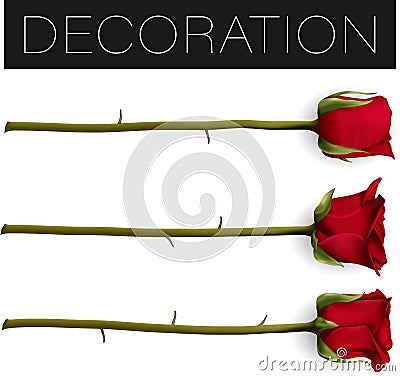 Collection of beautiful red rose Isolated on white background. Photo-realistic gradient mesh vector illustration Vector Illustration